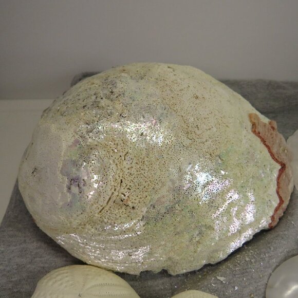 REAL White Sea Shells (8" Abalone Shell and variety of others) 2 pounds + - Picture 5 of 12